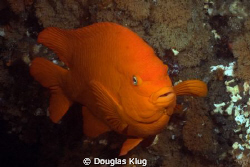 Welcome to California.  The "signature" garibaldi.  Shot ... by Douglas Klug 